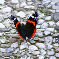 vlinder2.jpg